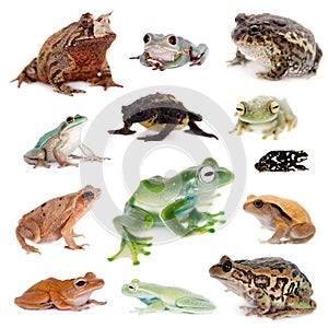 Different kind of frogs on white photo