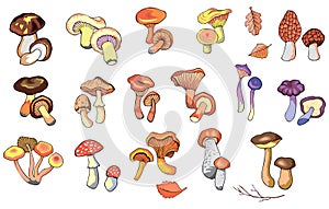 Different kind of mushrooms photo