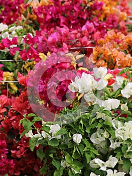 Different kind of bouganvilla flowers photo