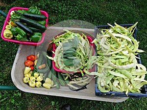 Different kind of vegetable on wheelbarrow, from above photo