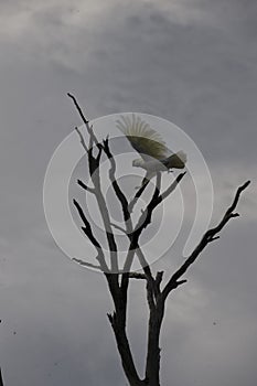 Different kinds of birds on a branch tree in Australia