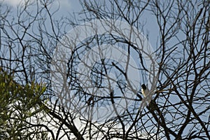 Different kinds of birds on a branch tree in Australia