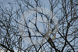 Different kinds of birds on a branch tree in Australia