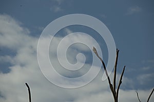 Different kinds of birds on a branch tree in Australia