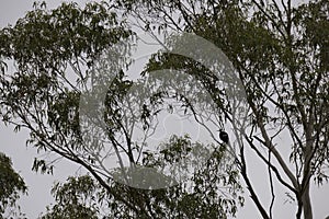 Different kinds of birds on a branch tree in Australia