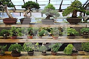 Different kinds of bonsai in pots on shelves photo