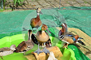 Different kinds of ducks in the barnyard