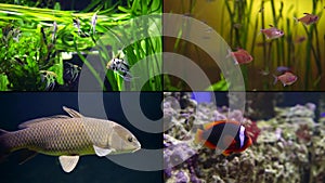 Different kinds of fishes in aquariums, four shots collage