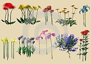 Different kinds of flowers