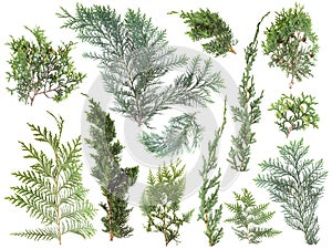 Different kinds of fresh green isolated conifer leaves, fir branches on white