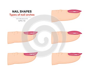 Different kinds of nail shapes. Types of nail arches. Science of human body. Side view. Vector