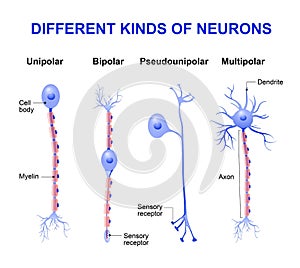 Different kinds of neurons