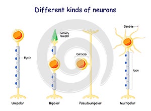 Different kinds of neurons. Neuron Types