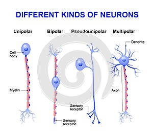 Different kinds of neurons photo