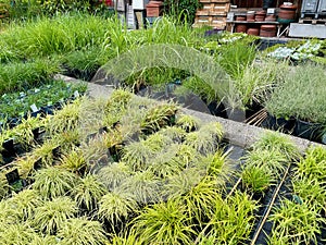 Different kinds of perennial plants and grasses in nursery.