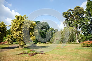 Different kinds of trees in Royal Botanical Gardens, Peradeniya