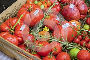 Different kins of tomato bio photo
