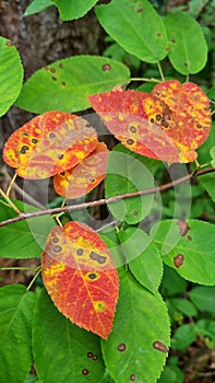 Different leaves in the nature photo