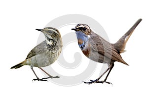 Different look between male and female Bluethroat Luscinia svecica isolated on whtie background photo