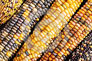 Different maize-cobs