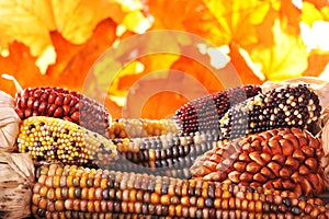 Different maize-cobs