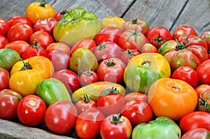 Different maturity degree fresh farm tomatoes photo