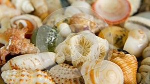 Different mixed colorful seashells as background. Various corals, marine mollusk and scallop shells.