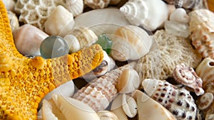 Different mixed colorful seashells as background. Various corals, marine mollusk and scallop shells.