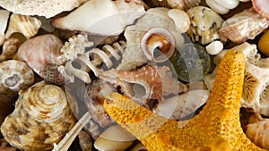 Different mixed colorful seashells as background. Various corals, marine mollusk and scallop shells.