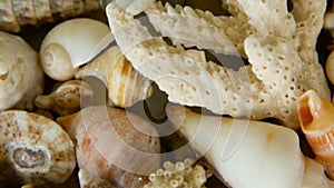 Different mixed colorful seashells as background. Various corals, marine mollusk and scallop shells.