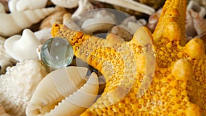 Different mixed colorful seashells as background. Various corals, marine mollusk and scallop shells.