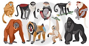 Different monkeys breeds. Cartoon ape characters, wild humanoid animals, different poses funny primates, exotic wildlife