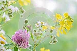 Different multicolored wildflowers