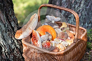 Different mushrooms in basket near old pine trees