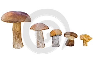 Different mushrooms are in descending order (cep, brown cap boletus, orange-cap boletus, paxil, chanterelle)