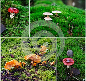 Different mushrooms from Finland