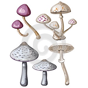 Different mushrooms on white