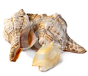 Different ocean shells studio photo isolated