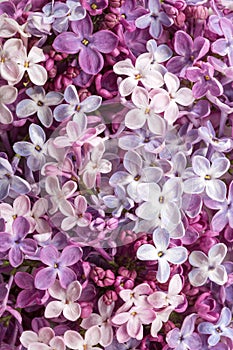 Different Ñolorful tiny flowers of Lilac as background. Flat lay. Top view