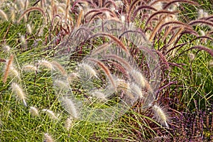 Different Ornamental Grasses