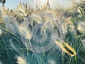 Different ornamental grasses in the garden.Chloris virgata