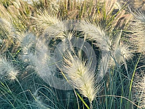 Different ornamental grasses in the garden. copy space