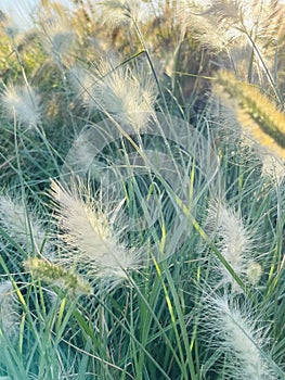 Different ornamental grasses in the garden. copy space