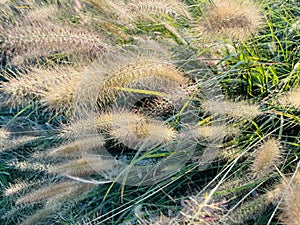 Different ornamental grasses in the garden. copy space