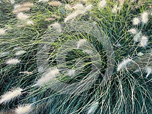 Different ornamental grasses in the garden. copy space