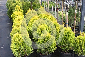 Different ornamental plants on the local farm to grow seedlings of trees and shrubs. A set of beautiful plants, a view from above