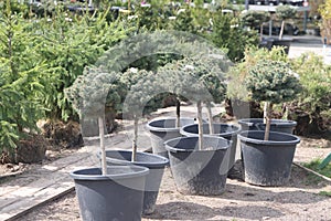 Different ornamental plants on the local farm to grow seedlings of trees and shrubs. A set of beautiful plants, a view from above