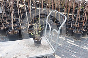 Different ornamental plants on the local farm to grow seedlings of trees and shrubs. A set of beautiful plants, a view from above