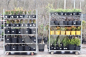 Different ornamental plants on the local farm to grow seedlings of trees and shrubs. A set of beautiful plants, a view from above