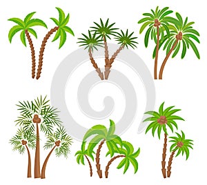Different palm trees set isolated on white background. Tropical plants vector illustration. Rainforest jungle plants